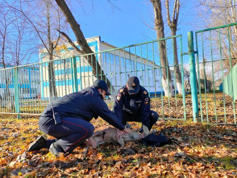 Сотрудники полиции в Ачинске доставили раненую косулю в ветеринарную клинику