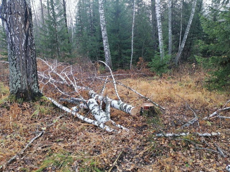 «Вижу цель, не вижу преград»: житель Ачинского района, пробираясь к своей деляне, незаконно срубил деревьев на сумму свыше 1 миллиона рублей